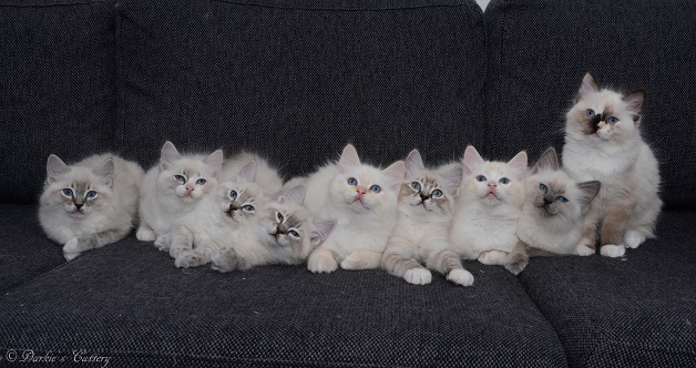 kittens 12 weeks